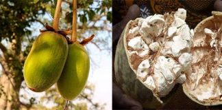 Les qualités de la poudre de baobab