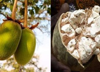 Les qualités de la poudre de baobab