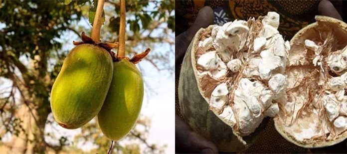 Les qualités de la poudre de baobab