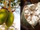 Les qualités de la poudre de baobab