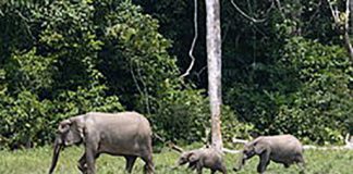 Braconnage: trois éléphanteaux tués dans la réserve du Dja et Lobo