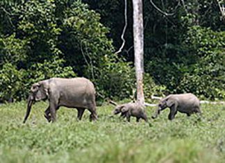Braconnage: trois éléphanteaux tués dans la réserve du Dja et Lobo