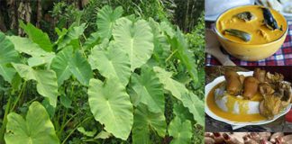 Vertus et recette du Taro sauce jaune