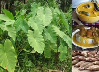 Vertus et recette du Taro sauce jaune