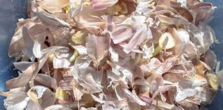 Astuces : les vertus des peaux d’ail