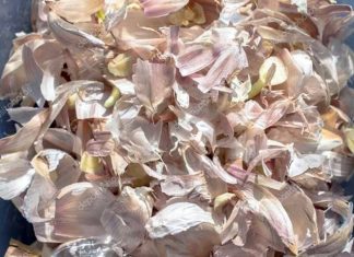 Astuces : les vertus des peaux d’ail