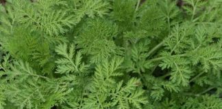 Artemisia annua : le nouvel essor de la lutte contre le paludisme