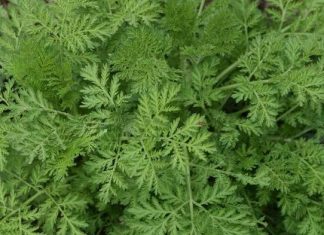 Artemisia annua : le nouvel essor de la lutte contre le paludisme